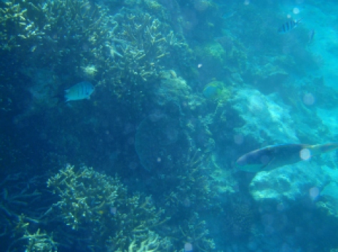 fish on the great barrier reef